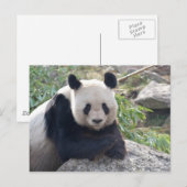 Friendly Giant Panda Postkarte (Vorne/Hinten)
