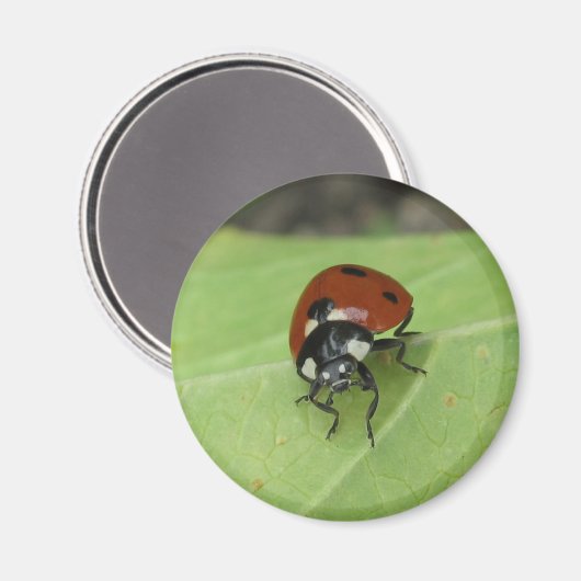 Friendly Ladybug Magnet (Vorderseite/Rückseite)