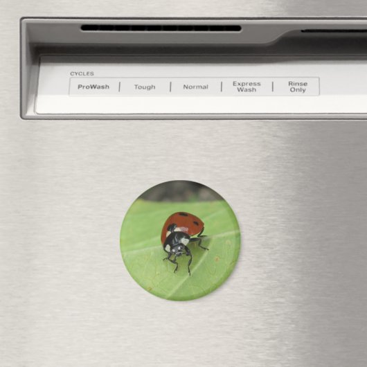 Friendly Ladybug Magnet (In Situ (Geschirrspüler))