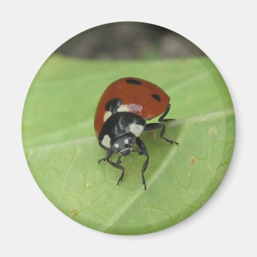 Friendly Ladybug Magnet (Vorne)