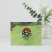 Friendly Ladybug Postcard Postkarte (Stehend Vorderseite)