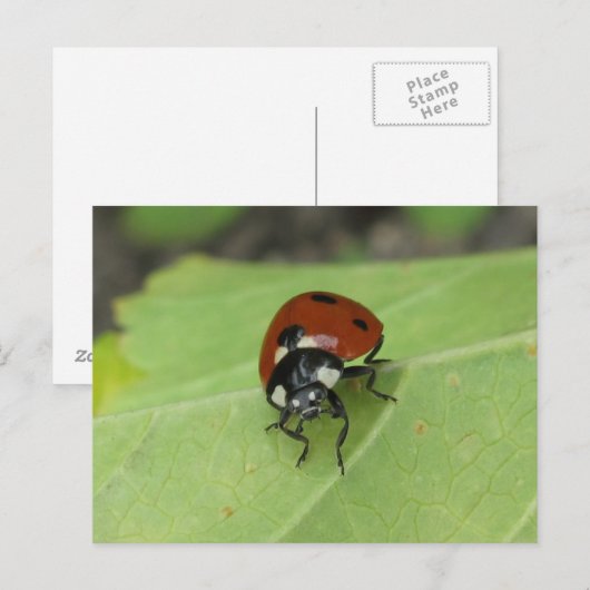 Friendly Ladybug Postcard Postkarte (Vorne/Hinten)