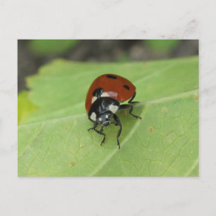 Friendly Ladybug Postcard Postkarte