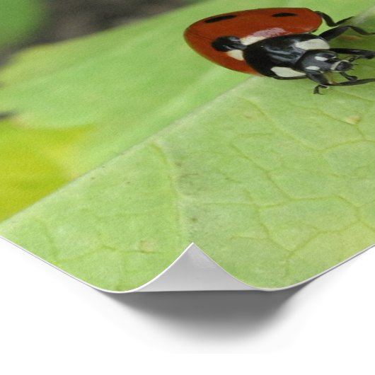 Friendly Ladybug Poster (Ecke)