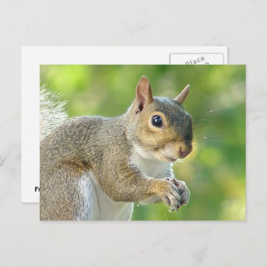 Friendly Little Squirrel Postcard Postkarte (Vorne/Hinten)