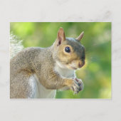 Friendly Little Squirrel Postcard Postkarte (Vorderseite)