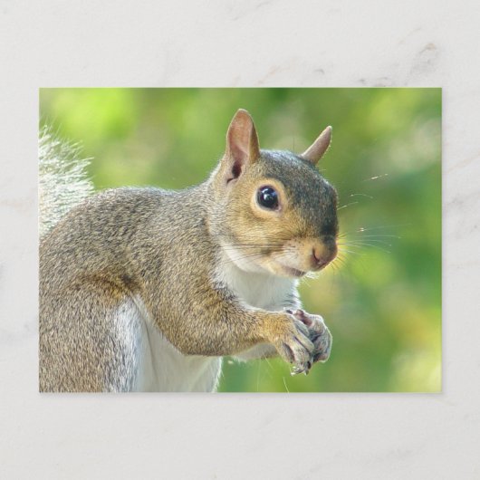 Friendly Little Squirrel Postcard Postkarte (Vorderseite)