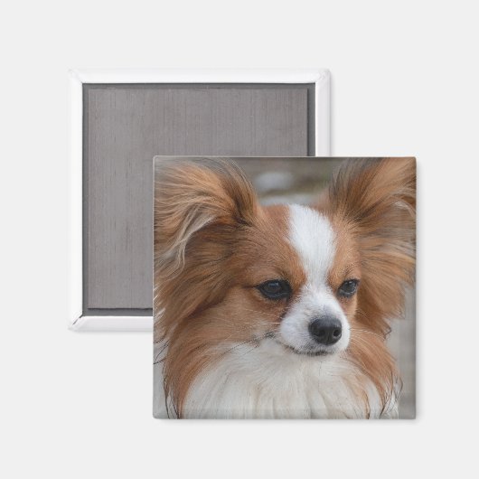 Friendly Papillon Puppy Dog Magnet (Vorderseite/Rückseite)