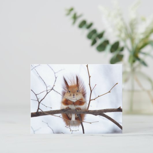 Friendly Red Squirrel Postkarte (Stehend Vorderseite)