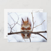 Friendly Red Squirrel Postkarte (Vorne/Hinten)