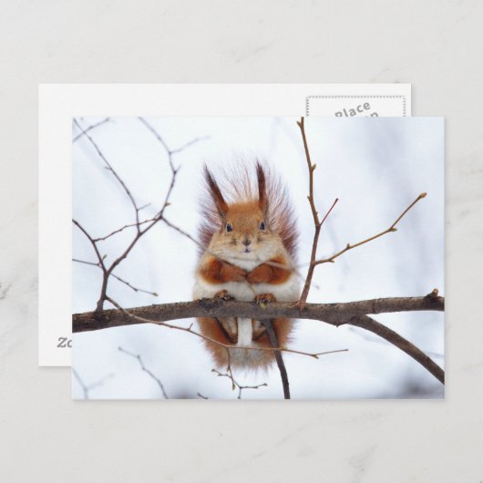 Friendly Red Squirrel Postkarte (Vorne/Hinten)