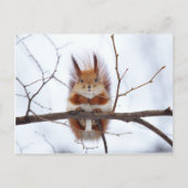 Friendly Red Squirrel Postkarte (Vorderseite)