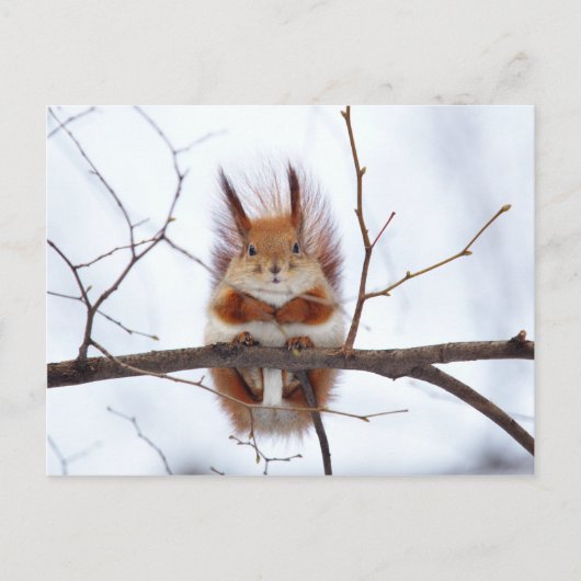 Friendly Red Squirrel Postkarte (Vorderseite)