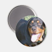 Friendly Rottweiler Magnet (Vorderseite/Rückseite)