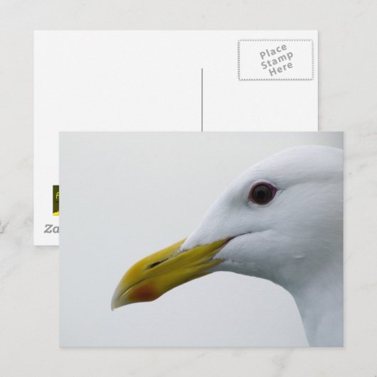 Friendly Seagull? Postkarte (Vorne/Hinten)