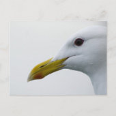 Friendly Seagull? Postkarte (Vorderseite)