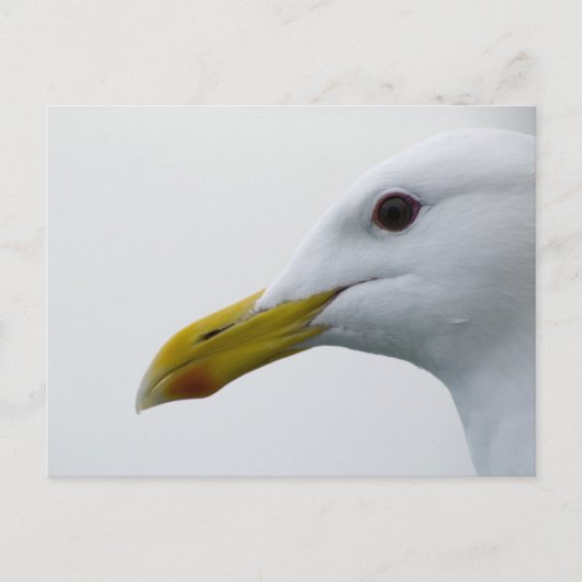 Friendly Seagull? Postkarte (Vorderseite)