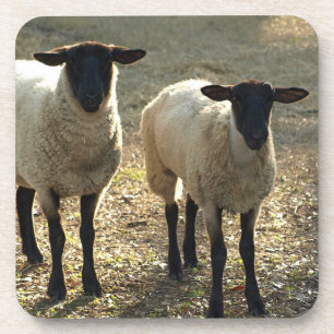 Friendly Suffolk Schafweide Barnyard Late Sun Getränkeuntersetzer