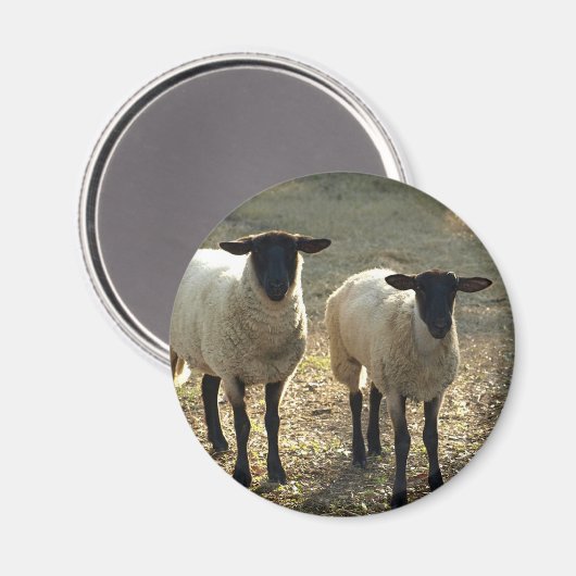 Friendly Suffolk Sheep Barnyard Pasta Late Sun Magnet (Vorderseite/Rückseite)