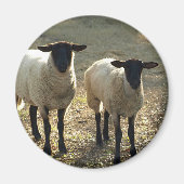 Friendly Suffolk Sheep Barnyard Pasta Late Sun Magnet (Vorne)