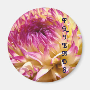FRIENDS Magnet Lila Rosa Dahlie Blumemagnete