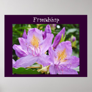 Friendship art prints Purple Rhodies Flowers Poster