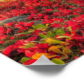 Friesian DIAMOND I - Poster (Ecke)