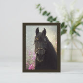 Friesian DIAMOND - Postcard Postkarte (Stehend Vorderseite)