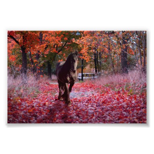 Friesian DIAMOND VIII - Foto Print (Vorne)