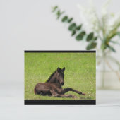 Friesian Foal Postcard Postkarte (Stehend Vorderseite)