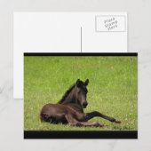 Friesian Foal Postcard Postkarte (Vorne/Hinten)