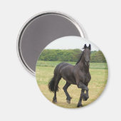 Friesian Horse Magnet (Vorderseite/Rückseite)