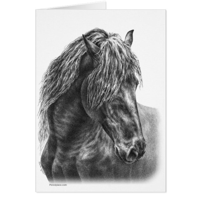 Friesian Horse Portrait Drawing by Kelli Swan (Vorne)