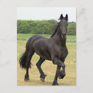 Friesian Horse Postcard Postkarte