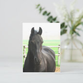 Friesian Horse Postcard Postkarte (Stehend Vorderseite)