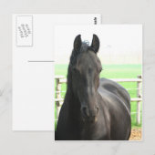 Friesian Horse Postcard Postkarte (Vorne/Hinten)