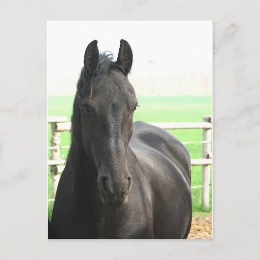 Friesian Horse Postcard Postkarte (Vorderseite)