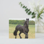 Friesian Horse Postcard Postkarte (Stehend Vorderseite)