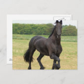 Friesian Horse Postcard Postkarte (Vorne/Hinten)