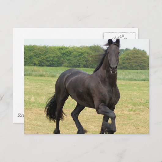 Friesian Horse Postcard Postkarte (Vorne/Hinten)