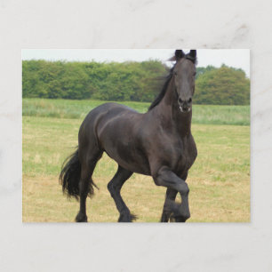 Friesian Horse Postcard Postkarte