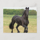 Friesian Horse Postcard Postkarte (Vorderseite)