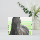 Friesian Horse Postcard Postkarte (Stehend Vorderseite)