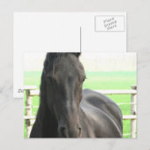 Friesian Horse Postcard Postkarte (Vorne/Hinten)