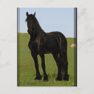 Friesian Horse Postcards #9 Postkarte