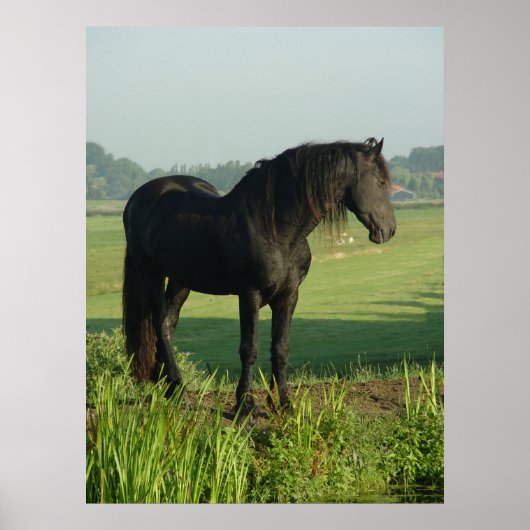Friesian Horse Poster (Vorne)