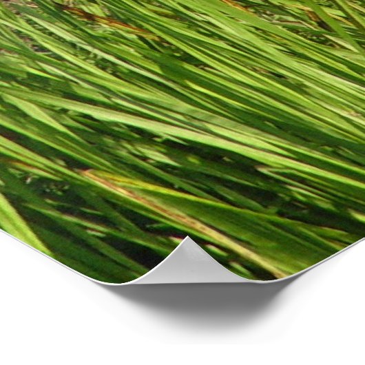 Friesian Horse Poster (Ecke)