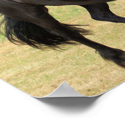 Friesian Horse Poster (Ecke)