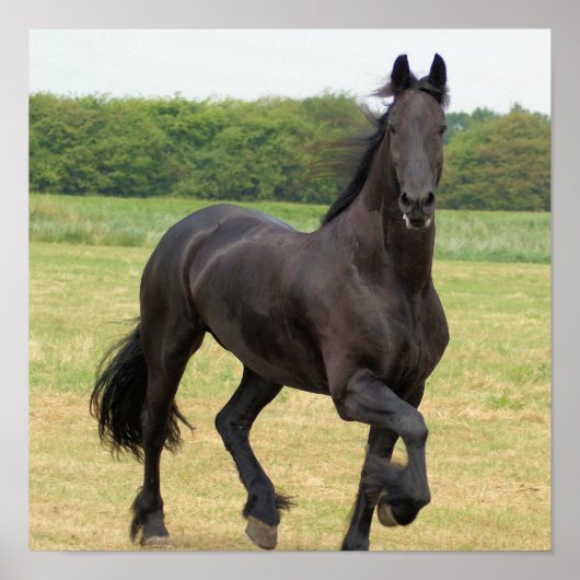 Friesian Horse Poster (Vorne)