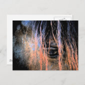 Friesian Horse Postkarte (Vorne/Hinten)